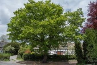 Oak trees in memories of WW soldiers